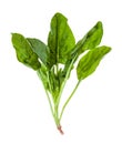 twig of fresh green spinach herb isolated Royalty Free Stock Photo