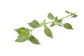 Twig of fresh lemon basil Royalty Free Stock Photo