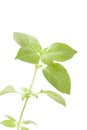 Twig of fresh lemon basil Royalty Free Stock Photo