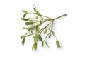 Twig of fresh mistletoe isolated