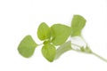 Twig of fresh oregano leaves Royalty Free Stock Photo