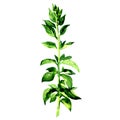 Twig of fresh oregano leaves spices isolated, watercolor illustration on white Royalty Free Stock Photo