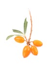 Twig with fresh ripe sea buckthorn berries and leaves on white background, top view Royalty Free Stock Photo