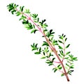 Twig of fresh thyme herb leaves isolated, watercolor illustration on white Royalty Free Stock Photo