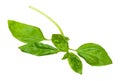 Twig of fresh wet green sweet basil herb cutout Royalty Free Stock Photo