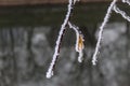 A twig with frost on it. It has a yellow leaf with hoarfrost on it. Winter in Sarajevo Royalty Free Stock Photo