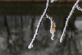 A twig with frost on it. It has a yellow leaf with hoarfrost on it. Winter in Sarajevo Royalty Free Stock Photo