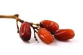 Twig of fruit of a dates - white background