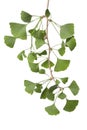 Twig Of Ginkgo Biloba Leaves