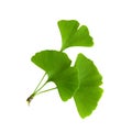 Twig with ginkgo biloba leaves isolated on a transparent background. Green, fresh leaves of Maidenhair Royalty Free Stock Photo