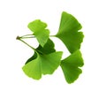 Twig with ginkgo biloba leaves isolated on a transparent background. Green, fresh leaves of Maidenhair. Royalty Free Stock Photo