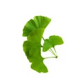 Twig with ginkgo biloba leaves isolated on a transparent background. Green, fresh leaves of Maidenhair. Royalty Free Stock Photo