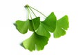 Twig with ginkgo biloba leaves isolated on a white background Royalty Free Stock Photo