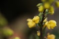 Twig with green buds of yellow color with water droplets after rain Royalty Free Stock Photo