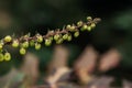 Twig with green buds of yellow color with water droplets after rain Royalty Free Stock Photo