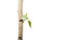 Twig and green leaf frame isolated white Royalty Free Stock Photo