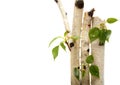 Twig and green leaf frame isolated white Royalty Free Stock Photo
