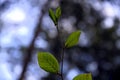 Twig with green leaves in backlight with the trunks in the background and bokeh effect Royalty Free Stock Photo