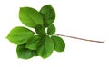 Twig with green leaves