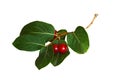 Twig with green leaves and red berries Royalty Free Stock Photo