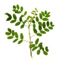 Twig with green leaves of Siberian peashrub