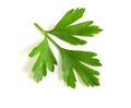 Twig of green parsley isolated on white close up. Selective focus Royalty Free Stock Photo