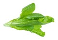 twig of green Romaine lettuce cutout on white Royalty Free Stock Photo