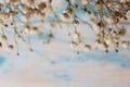 Twig Gypsophila of small white flowers close-up on a blue background. Royalty Free Stock Photo