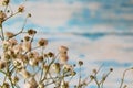 Twig Gypsophila of small white flowers close-up on a blue background. Royalty Free Stock Photo