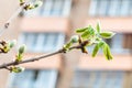 Twig of horse chestnut tree in city in spring day Royalty Free Stock Photo
