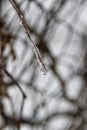 Twig in ice Royalty Free Stock Photo