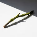 Twig is illuminated by a strong light source creating a defined Royalty Free Stock Photo