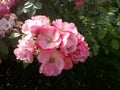 A twig illuminated by the sun with flowers of small pink roses on a background of green leaves. Beautiful summer photography Royalty Free Stock Photo