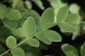 Twig of Indigofera tinctoria, also called true indigo