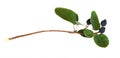 Twig with leaves and blue berries isolated