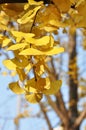 Yellow Ginkgo Leaf