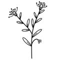 A twig with leaves and inflorescences. Vector icon isolated on white background. Hand-drawn branch. Wild grass, black doodle. Royalty Free Stock Photo