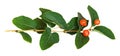 Twig with leaves and orange berries isolated