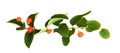 Twig with leaves and orange berries isolated