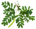 Twig with leaves and pod of Caragana arborescens Royalty Free Stock Photo