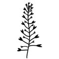 Twig with leaves. Vector icon isolated on white background. Shepherd\'s purse, cruciferous. Black silhouette of