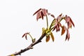 Twig with leaves of walnut tree growing in spring Royalty Free Stock Photo