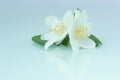 Twig with leaves and white Philadelphus flowers Royalty Free Stock Photo
