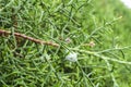 Lemon Cypress with a Tiny Flower