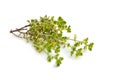 Twig of lemon thyme Royalty Free Stock Photo