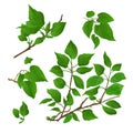 Twig Lilac with leaves on a white background vintage vector botanical illustration editable