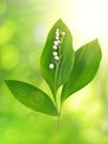 Twig of Lilly of the valley Royalty Free Stock Photo