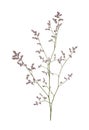 Twig of limonium small flowers isolated