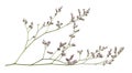 Twig of limonium small flowers isolated on white background