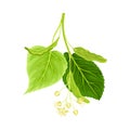 Twig of linden. Blooming Tilia Cordata tree branch vector illustration